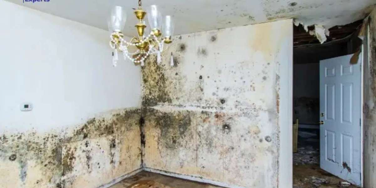 What are housing disrepair specialists and how can they help tenants with property issues