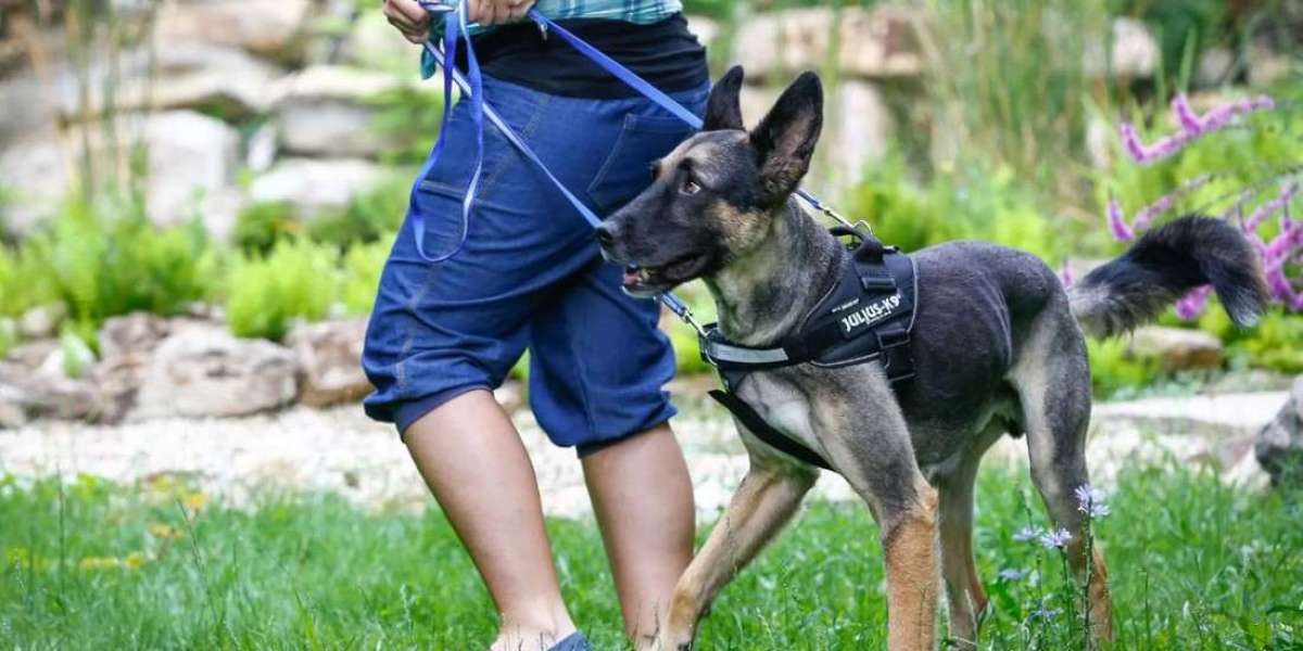Effective E Collar Recall Training: Teach Your Dog Reliable Obedience