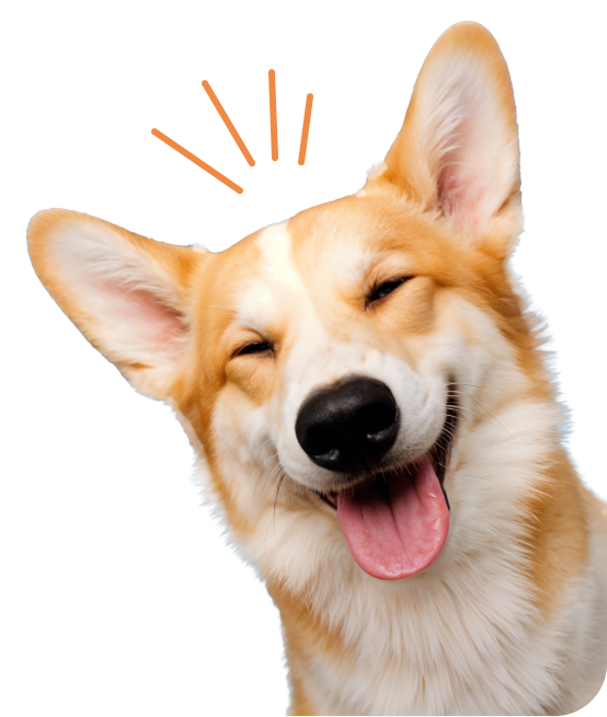 Long-Distance Pet Taxi Service