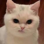 Lumos SEO Profile Picture