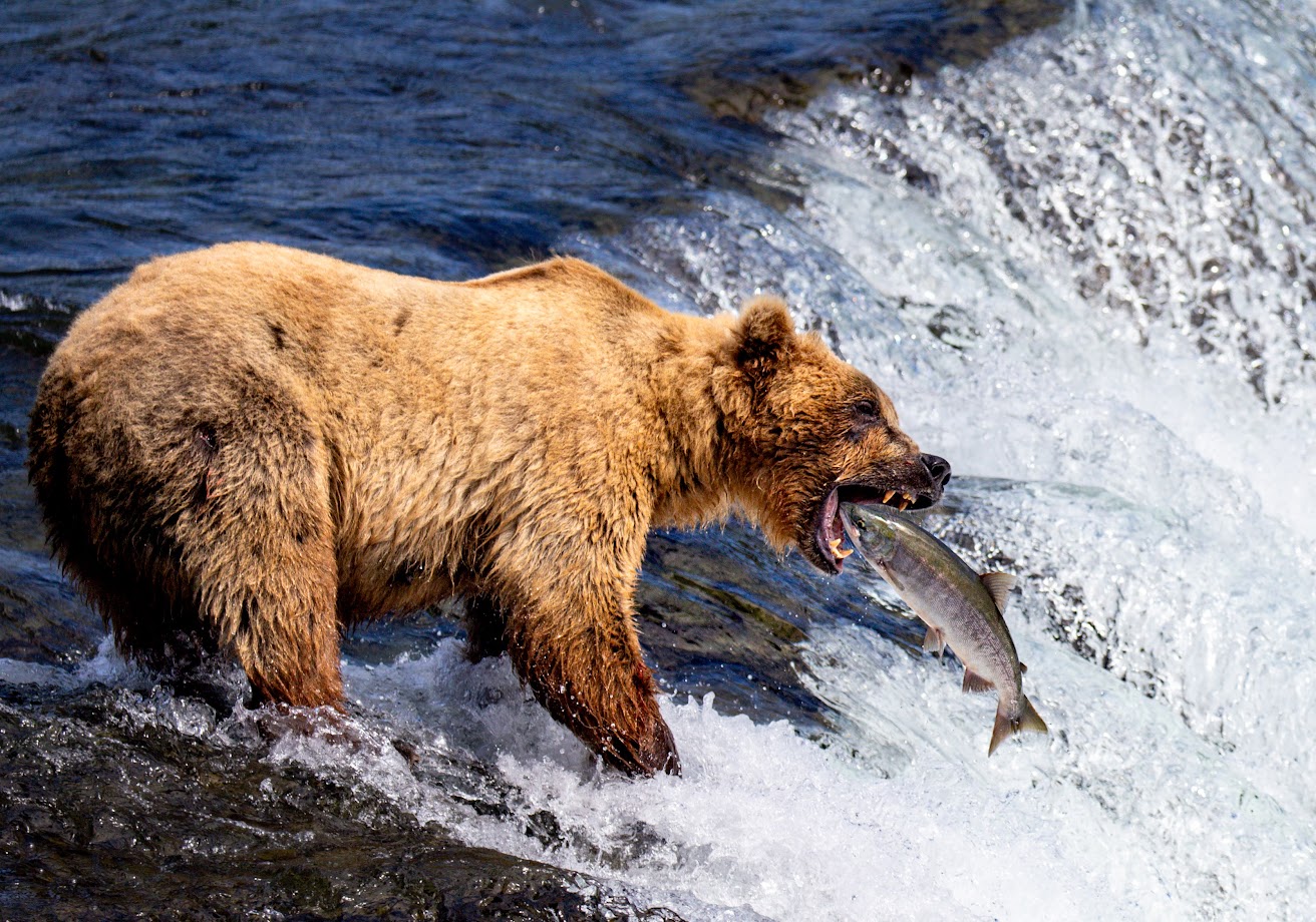 Alaska Bear Viewing Trips | Grizzly Expeditions Tours Alaska