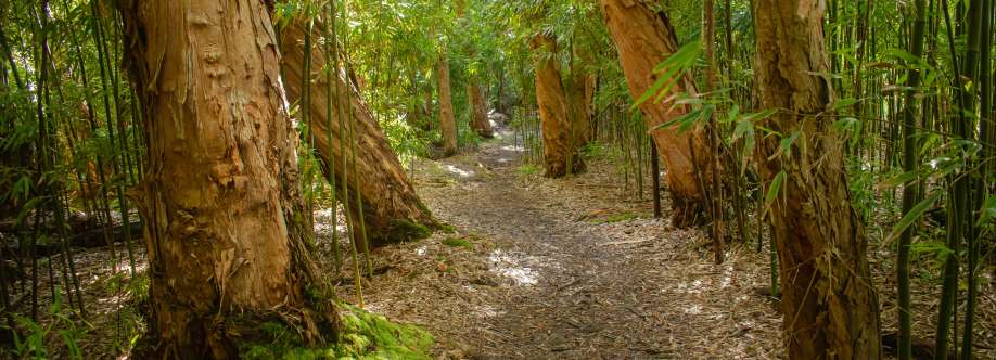 Stardust Hawaii Cover Image