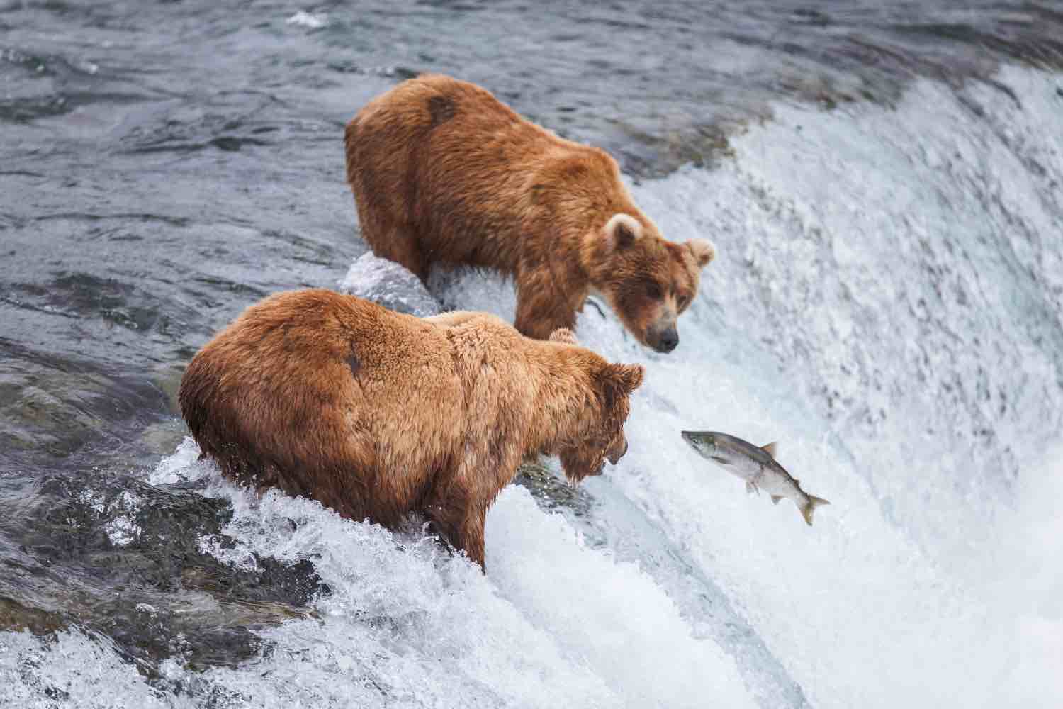 Where Can I See Grizzly Bears Feed on Salmon?