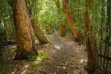 A Journey Through Nature’s Masterpiece: Your Ultimate Road to Hana Experience | by Stardust Hawaii | Jun, 2025 | Medium