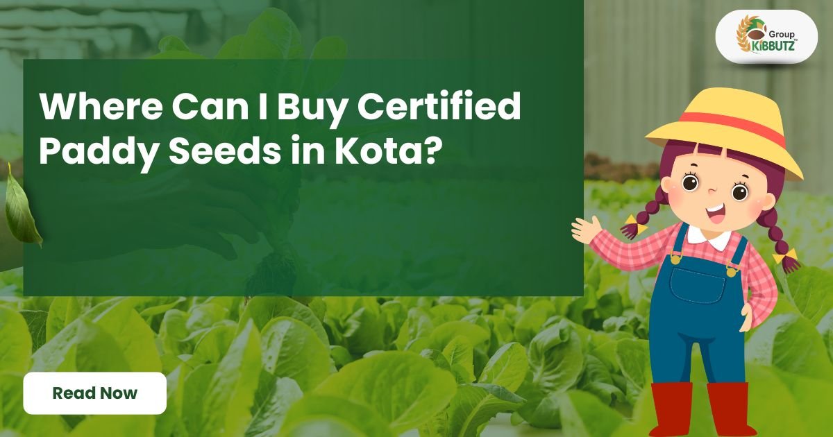 Certified Paddy Seeds in Kota | Kibbutz