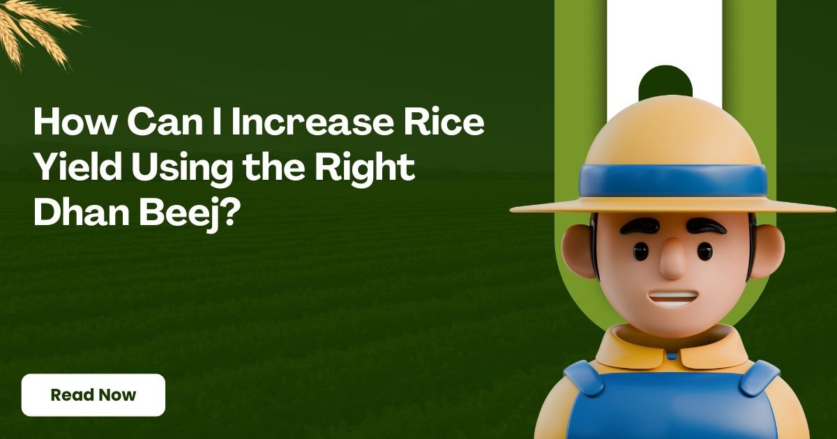 Increase Rice Yield with the Right Dhan Beej Selection