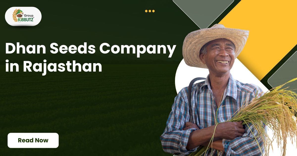 Dhan Seeds Company in Rajasthan | Kibbutz