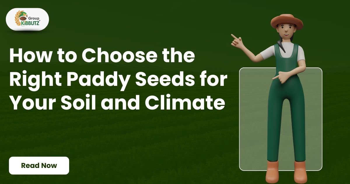 How to Choose the Right Paddy Seeds for Your Soil and Climate