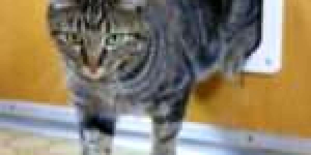 See What Cat Flap Specialist Tricks The Celebs Are Using