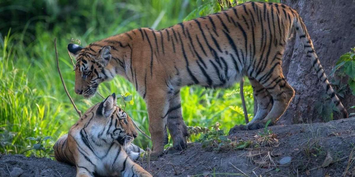Tiger Tours India: Discover the Wild Majesty of the Bengal Tiger