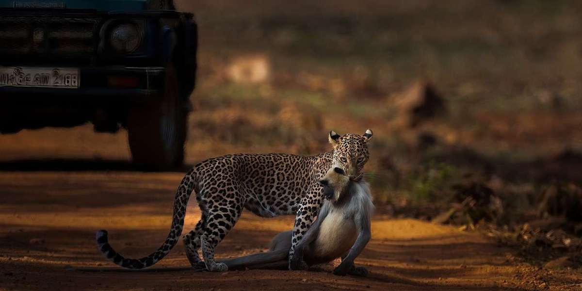 India Safari Tour: A Complete Guide to the Wild Side of India