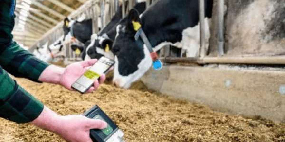 The Global Feed Testing Market: A Foundation of Food Safety and Animal Health