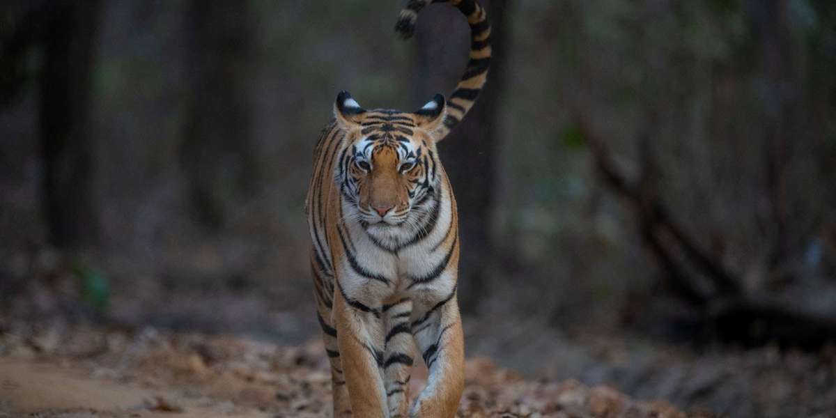 Best Tiger Reserve in India: Exploring the Wild Majesty of Tigers