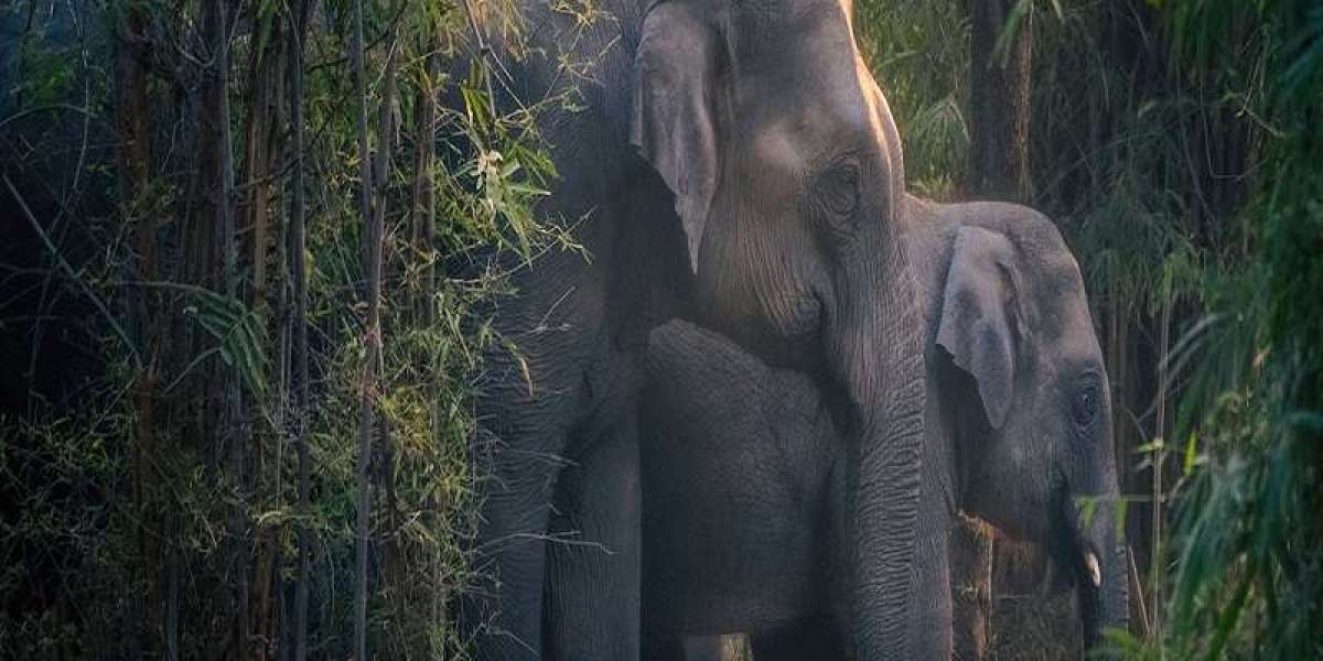Panna Jungle Safari Booking: Your Complete Guide to Exploring India’s Hidden Wildlife Gem