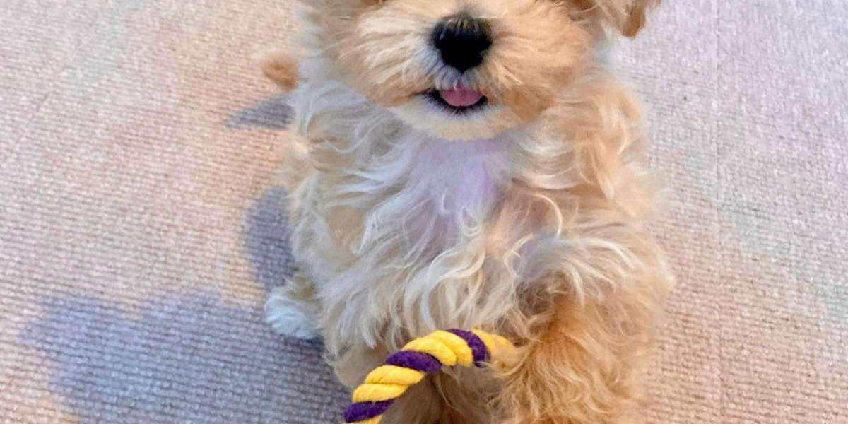 Maltipoo Puppies for Sale – Adorable Companions Waiting for You