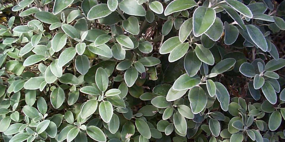 Wachstumshormon – Medizinische Klinik und Poliklinik IV