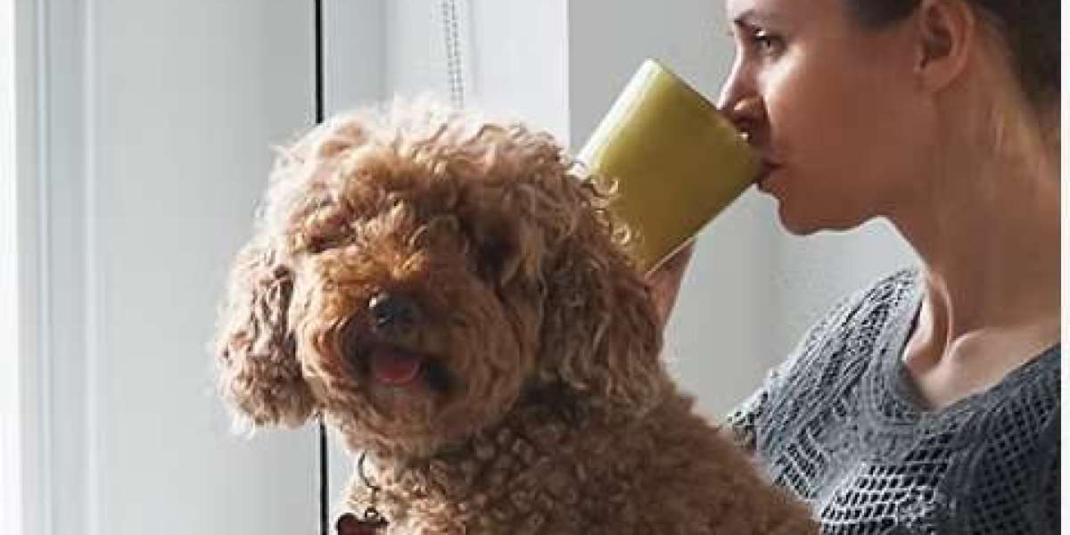 From Vision to Reality: Modify Home Modifications’ Accessible Design Journey