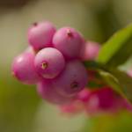 Patricia Brown Profile Picture