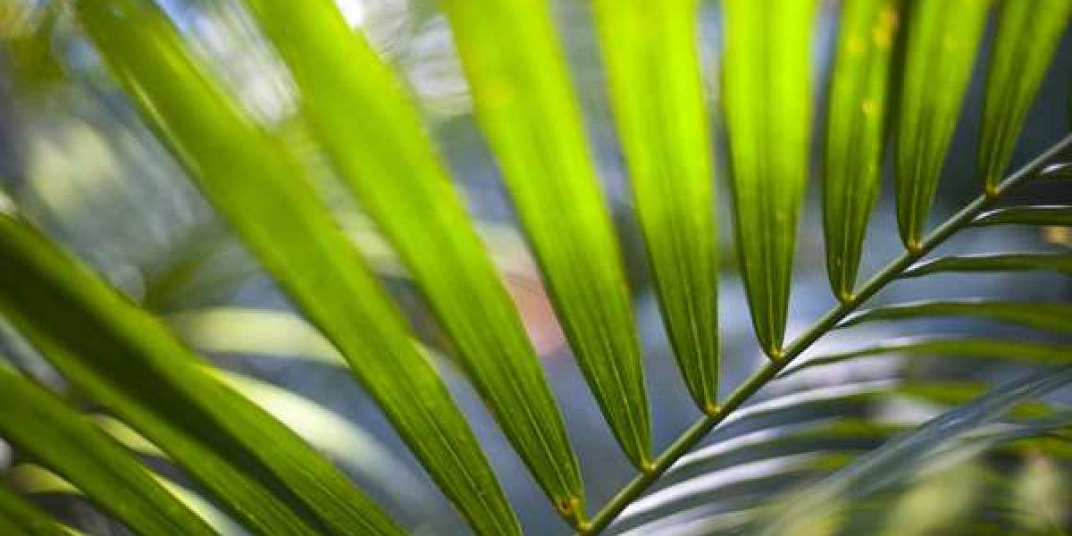 The Star Gold Coast Casino Guide 2025 Games & Promotions