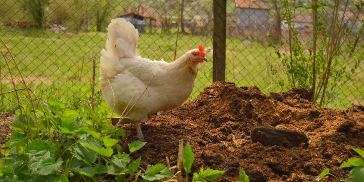 Chicken Manure Fertilizers Market Size and Sustainability Trends