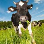 Yunyu Lin profile picture