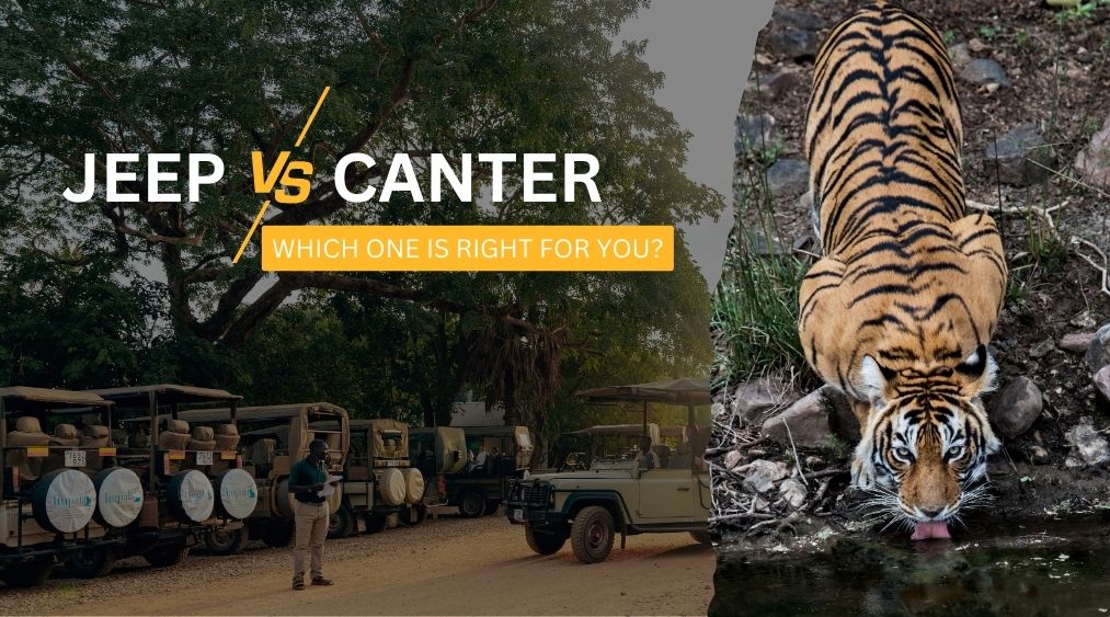 Jeep vs Canter Safari in Ranthambore | Which Is Best? | Eye of the Tiger