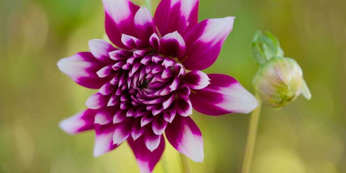 The Role of Chance in Achieving Career Goals