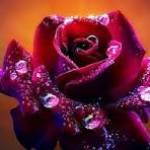 fwtfe egfer profile picture