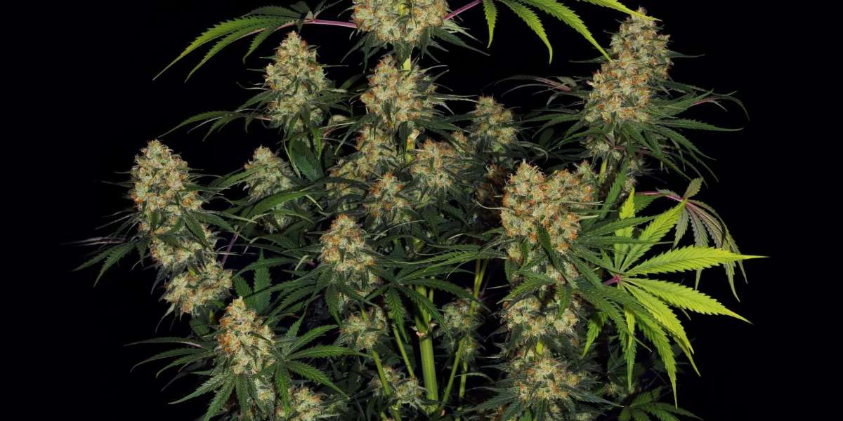 Feminized Cannabis Seeds | Verified Genetics | Clone Conservatory