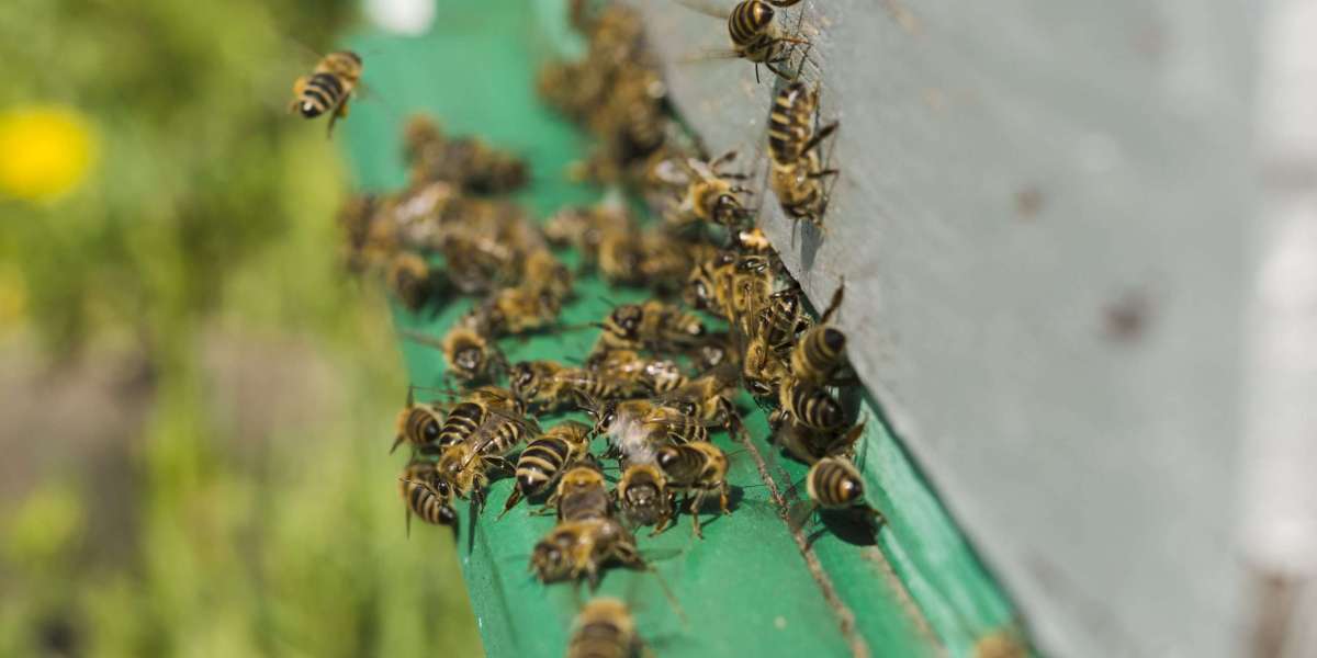How to Handle Bee Infestations with Bees Control Dubai Experts