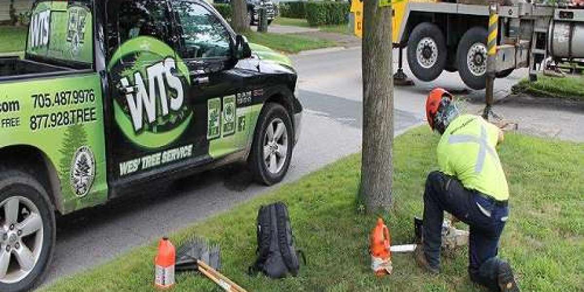 Tree Service Near Me | Fast, Affordable & Trusted Tree Experts
