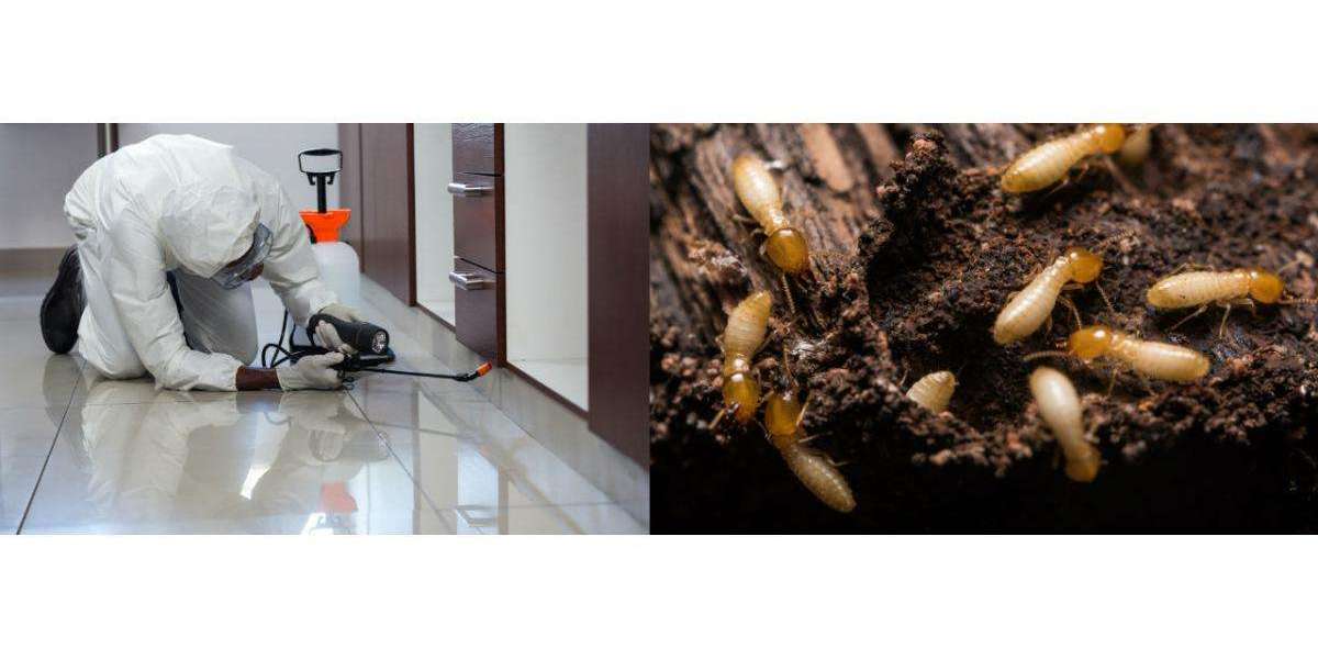 Termite Control Services Near Me Lahore